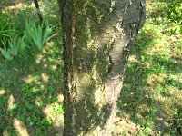 summer photograph Perzik__Prunus_persica__Peachimg_1044.jpg