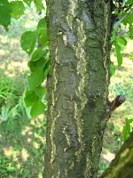 summer photograph Perzik__Prunus_persica__Peachimg_1045.jpg