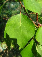 summer photograph Perzik__Prunus_persica__Peachimg_1046.jpg