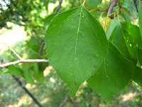 summer photograph Perzik__Prunus_persica__Peachimg_1047.jpg