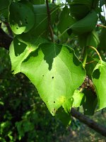 summer photograph Perzik__Prunus_persica__Peachimg_1048.jpg