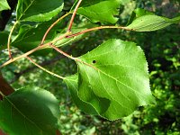 summer photograph Perzik__Prunus_persica__Peachimg_1049.jpg