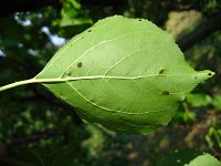 summer photograph Perzik__Prunus_persica__Peachimg_1050.jpg