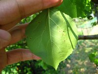 summer photograph Perzik__Prunus_persica__Peachimg_1051.jpg