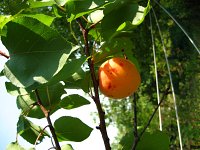 summer photograph Perzik__Prunus_persica__Peachimg_1052.jpg