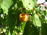 summer photograph Perzik__Prunus_persica__Peachimg_1053.jpg