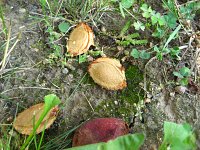 summer photograph Perzik__Prunus_persica__Peachimg_1054.jpg