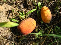 summer photograph Perzik__Prunus_persica__Peachimg_1055.jpg