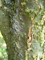 summer photograph Perzik__Prunus_persica__Peachimg_1056.jpg