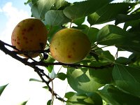 summer photograph Perzik__Prunus_persica__Peachimg_1057.jpg