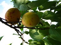 summer photograph Perzik__Prunus_persica__Peachimg_1057.jpg