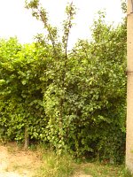 summer photograph Pruim__Prunus_domestica__Plumimg_1343.jpg