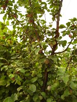 summer photograph Pruim__Prunus_domestica__Plumimg_1344.jpg