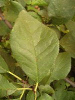 summer photograph Pruim__Prunus_domestica__Plumimg_1345.jpg