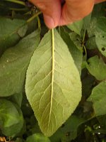 summer photograph Pruim__Prunus_domestica__Plumimg_1346.jpg