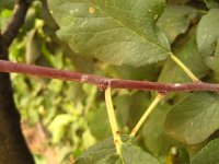 summer photograph Pruim__Prunus_domestica__Plumimg_1348.jpg