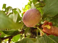 summer photograph Pruim__Prunus_domestica__Plumimg_1349.jpg