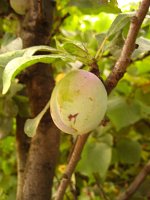 summer photograph Pruim__Prunus_domestica__Plumimg_1350.jpg