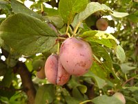 summer photograph Pruim__Prunus_domestica__Plumimg_1351.jpg