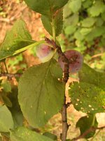 summer photograph Pruim__Prunus_domestica__Plumimg_1352.jpg