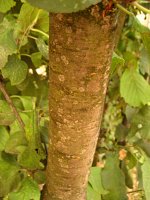 summer photograph Pruim__Prunus_domestica__Plumimg_1354.jpg