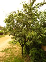 summer photograph Pruim__Prunus_domestica__Plumimg_1355.jpg