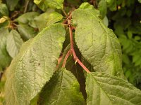 summer photograph Pruim__Prunus_domestica__Plumimg_1358.jpg