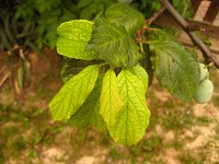 summer photograph Pruim__Prunus_domestica__Plumimg_1359.jpg