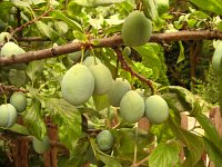 summer photograph Pruim__Prunus_domestica__Plumimg_1362.jpg