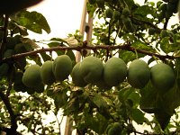 summer photograph Pruim__Prunus_domestica__Plumimg_1363.jpg