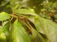 summer photograph Pruim__Prunus_domestica__Plumimg_1365.jpg