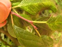 summer photograph Pruim__Prunus_domestica__Plumimg_1366.jpg