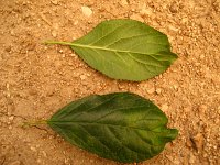 summer photograph Pruim__Prunus_domestica__Plumimg_1367.jpg