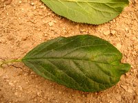 summer photograph Pruim__Prunus_domestica__Plumimg_1368.jpg