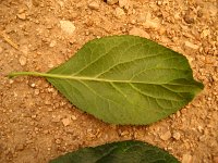 summer photograph Pruim__Prunus_domestica__Plumimg_1369.jpg