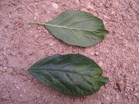 summer photograph Pruim__Prunus_domestica__Plumimg_1370.jpg