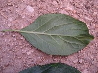 summer photograph Pruim__Prunus_domestica__Plumimg_1371.jpg