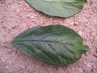 summer photograph Pruim__Prunus_domestica__Plumimg_1372.jpg