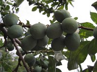 summer photograph Pruim__Prunus_domestica__Plumimg_1373.jpg