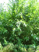 summer photograph Witte_moerbei__Morus_alba__White_mulberryimg_1021.jpg