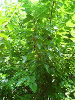 summer photograph Witte_moerbei__Morus_alba__White_mulberryimg_1022.jpg