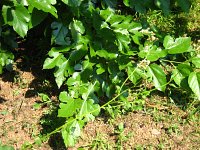 summer photograph Witte_moerbei__Morus_alba__White_mulberryimg_1023.jpg