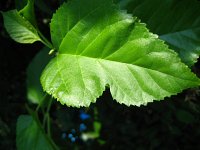 summer photograph Witte_moerbei__Morus_alba__White_mulberryimg_1024.jpg