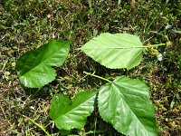 summer photograph Witte_moerbei__Morus_alba__White_mulberryimg_1025.jpg