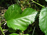 summer photograph Witte_moerbei__Morus_alba__White_mulberryimg_1026.jpg