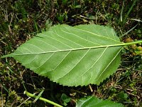 summer photograph Witte_moerbei__Morus_alba__White_mulberryimg_1027.jpg