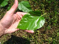 summer photograph Witte_moerbei__Morus_alba__White_mulberryimg_1028.jpg