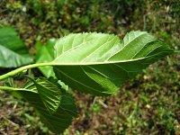 summer photograph Witte_moerbei__Morus_alba__White_mulberryimg_1029.jpg