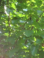 summer photograph Witte_moerbei__Morus_alba__White_mulberryimg_1030.jpg