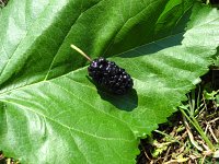 summer photograph Witte_moerbei__Morus_alba__White_mulberryimg_1031.jpg